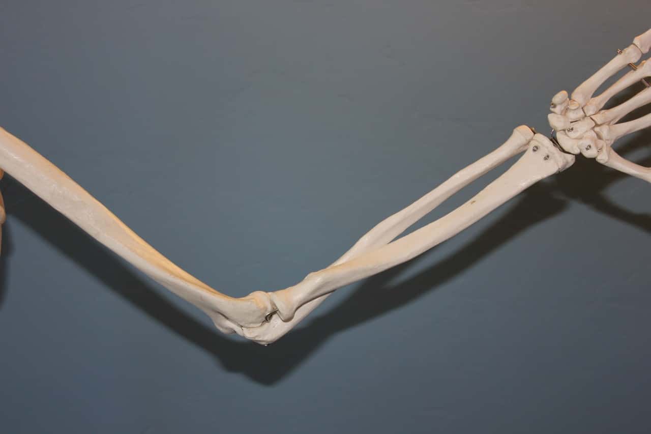 hand-wing-leg-human-arm-bone-726867-pxhere.com