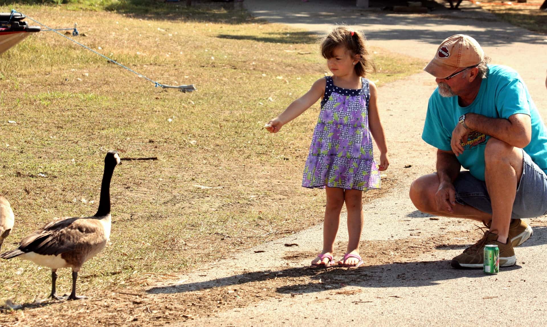 little-girl-feeding-goose