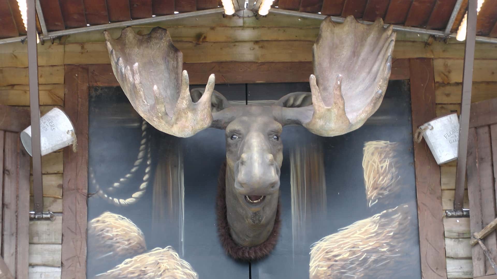 moose-head-on-a-wall