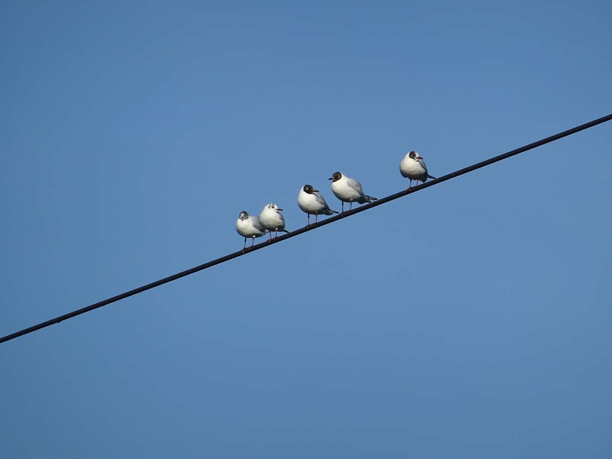nature-bird-wing-sky-animal-seabird-510824-pxhere.com