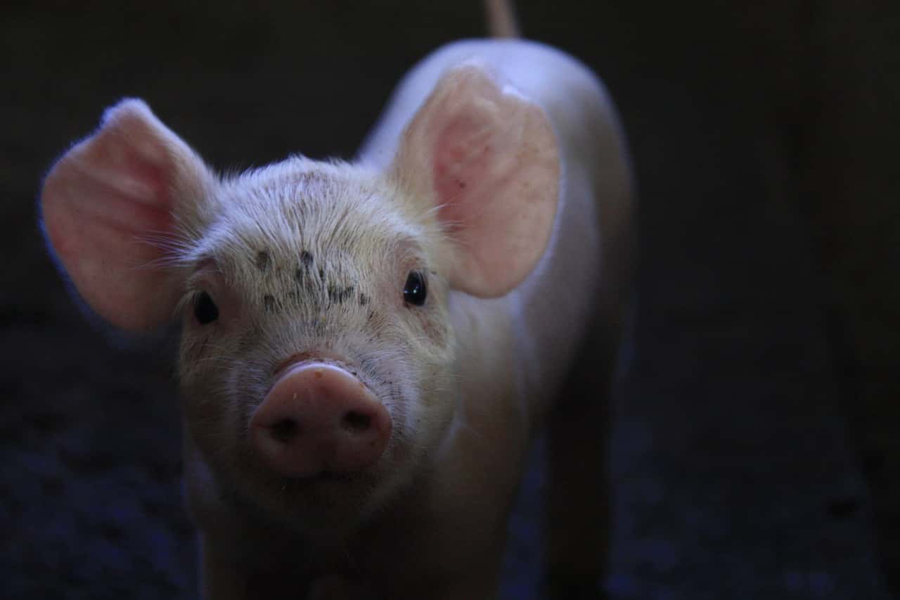 pork-2241174_1280