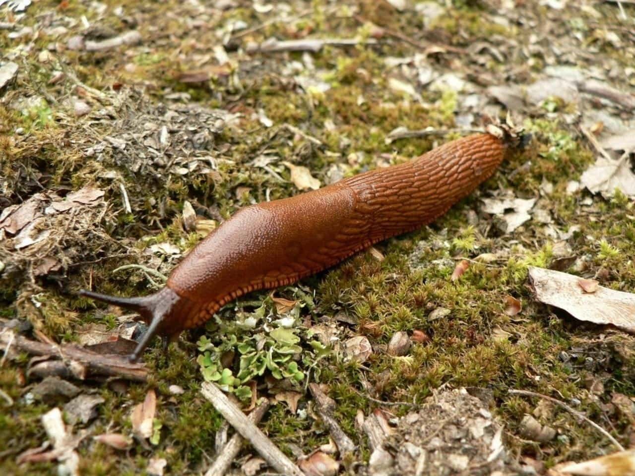 slug-387238