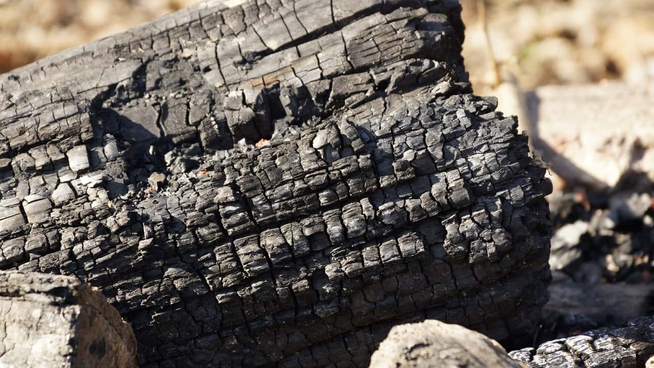 tree-rock-wood-trunk-wall-log-637343-pxhere.com