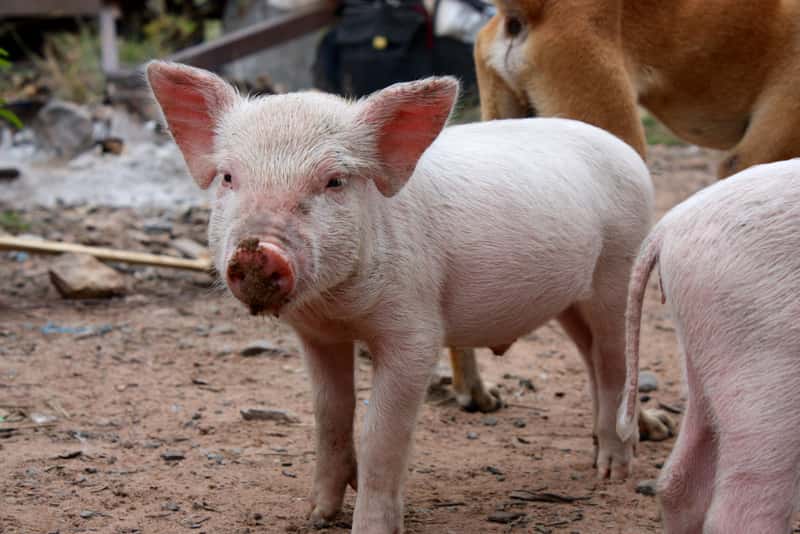 Piglet. CARE/Laura Hill