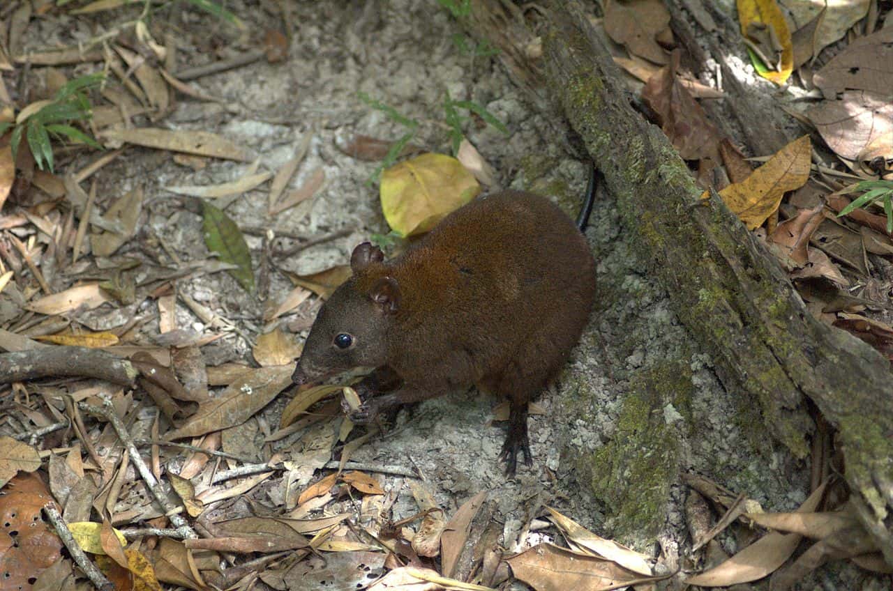 1280px-Musky-rat-eating