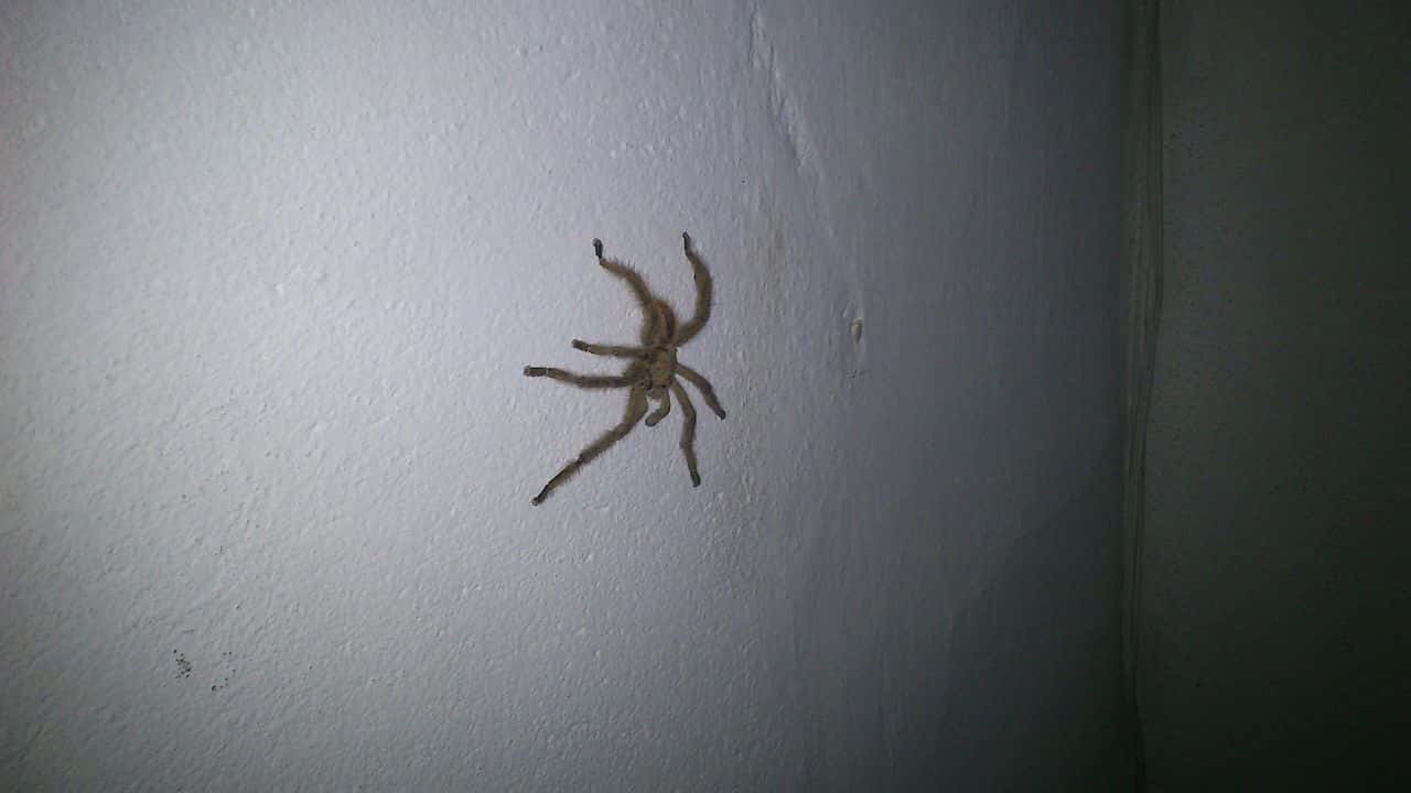 1280px-Spider_in_the_wall