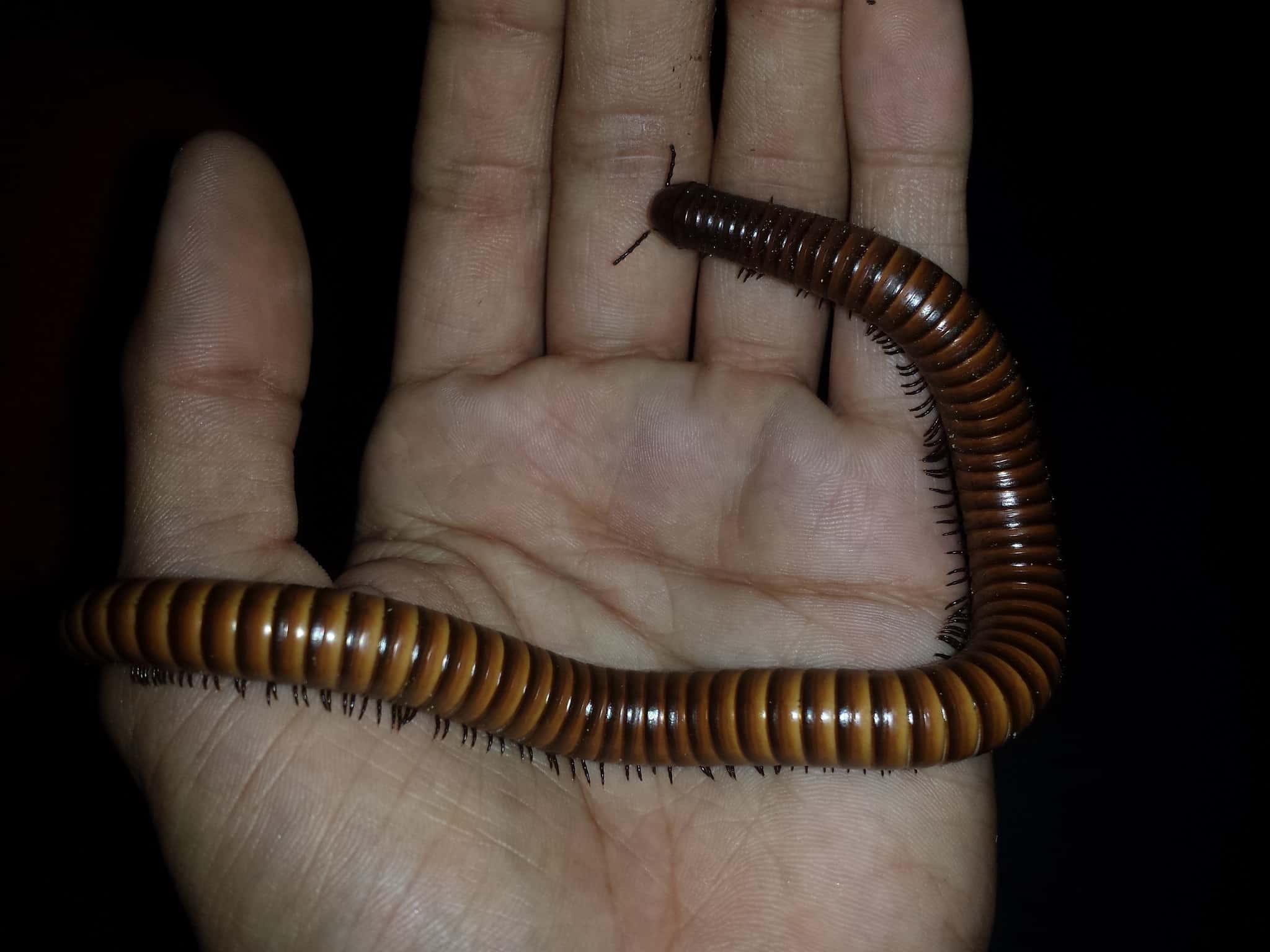 28572771905_85519d5bbe_k