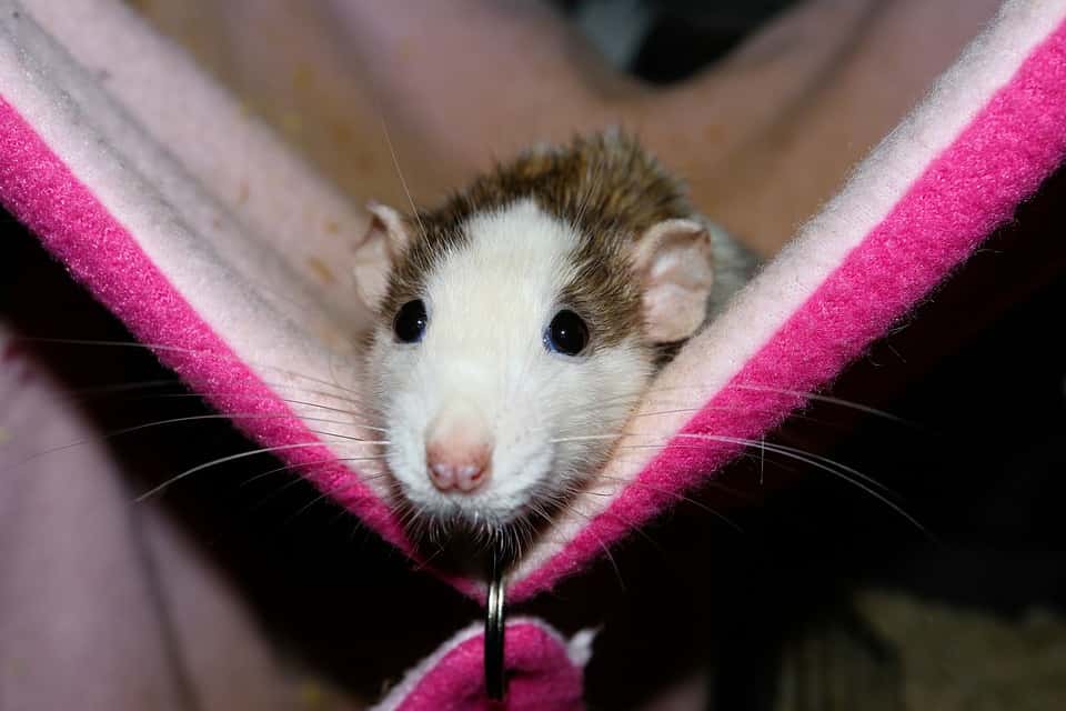 Color Rat Pet Rodent Hammock Female Cute Rat