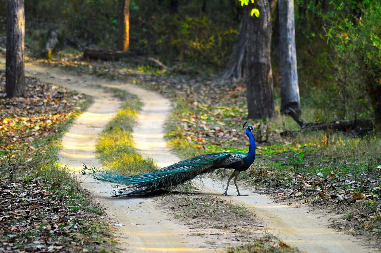 Peacock_National_Bird_Of_India_-_Kanha_National_Park