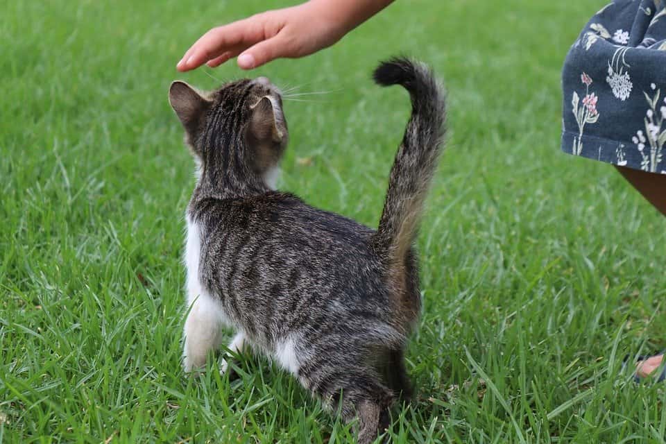 Stroke Child Hand Cat Baby Small Animal Pet Cat
