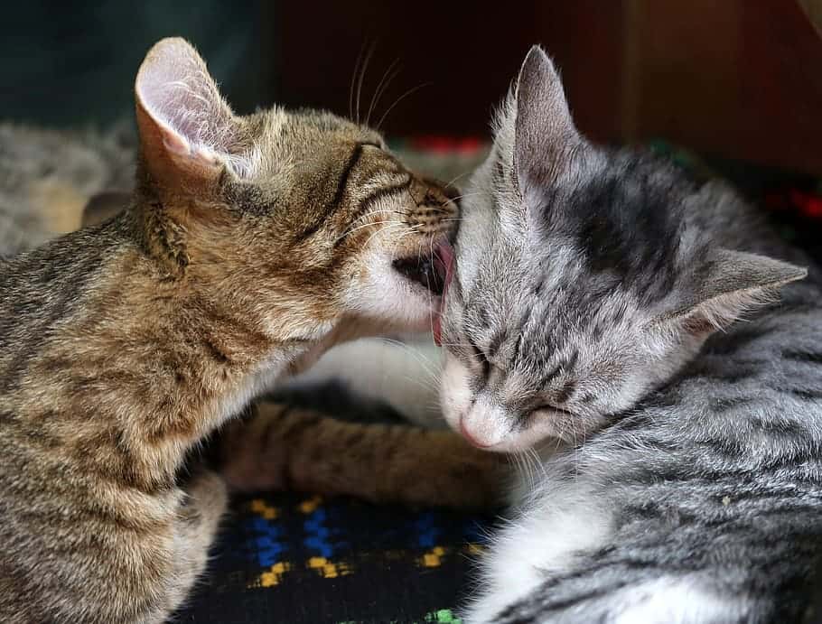 cats-love-two-play