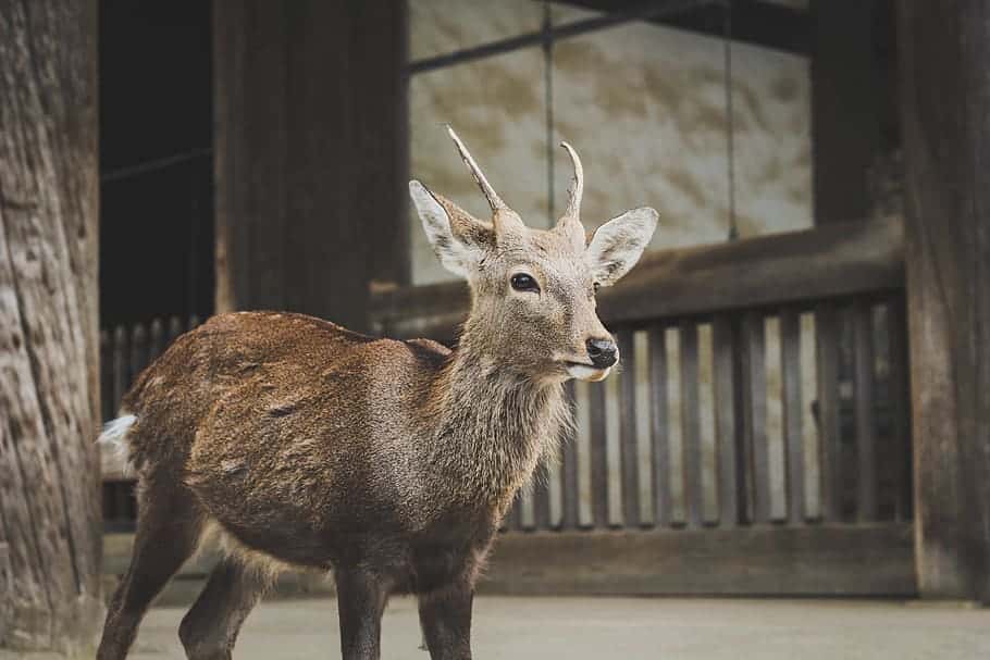 deer-animal-wildlife-wooden-house