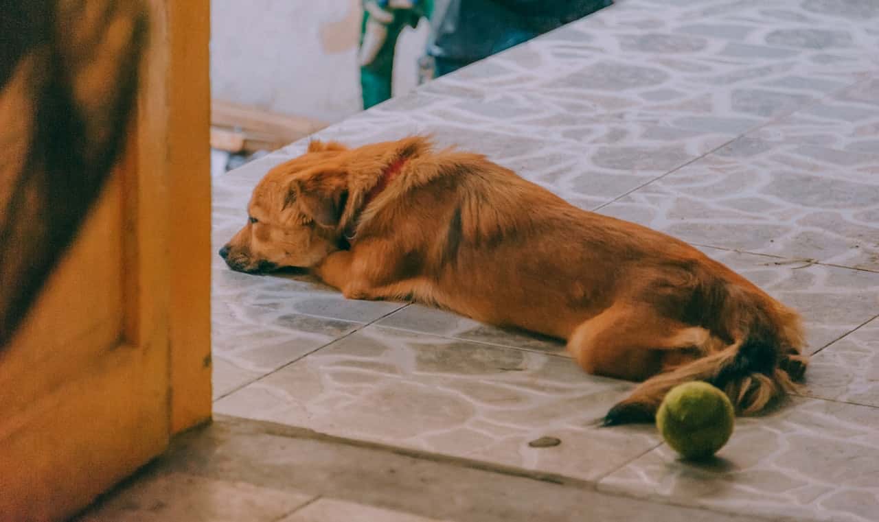 dog-lying-on-the-floor-near-the-door-1432535