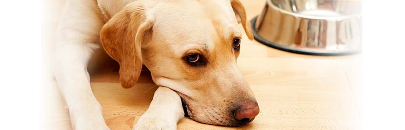 5 Human Foods You Must Never Feed Your Dog