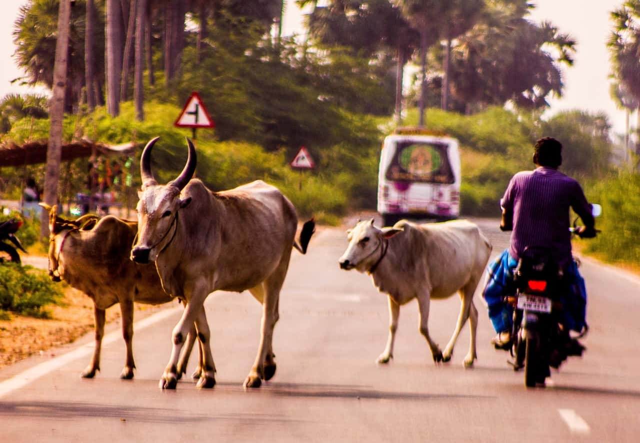 mammal-tradition-pack-animal-cattle-like-mammal-147393-pxhere.com