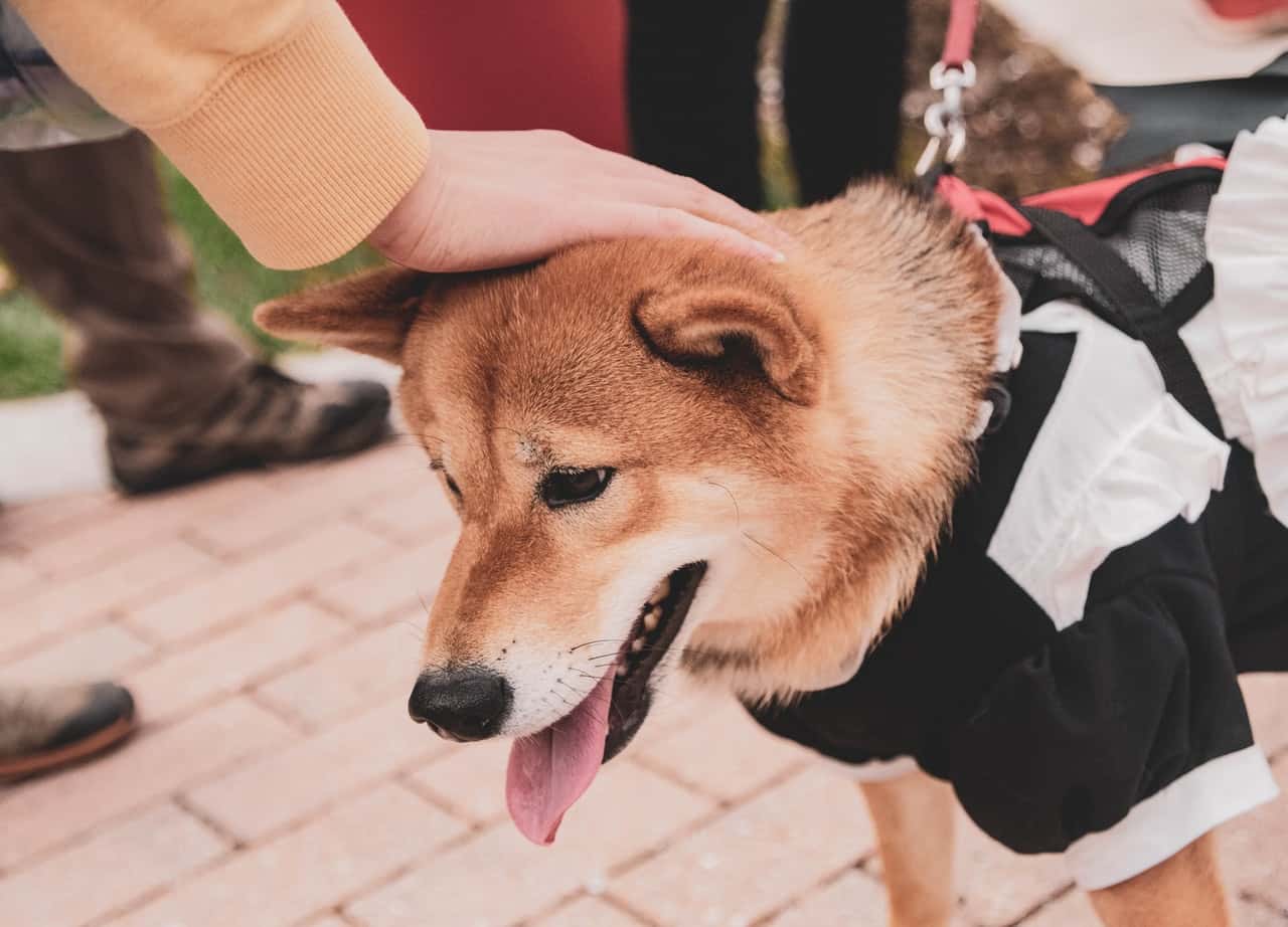 person-petting-brown-dog-with-black-and-white-costume-2245252