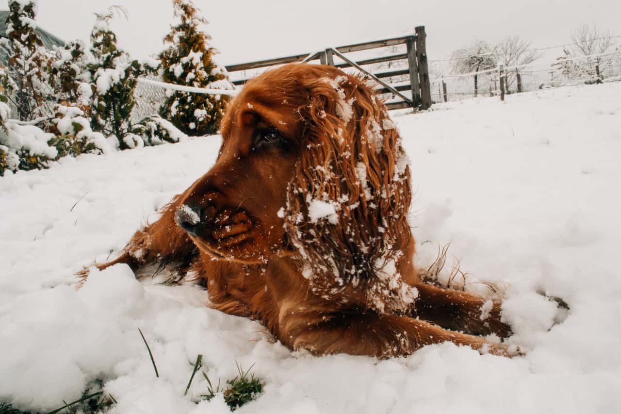 snow-cold-winter-frost-dog-ice-941958-pxhere.com