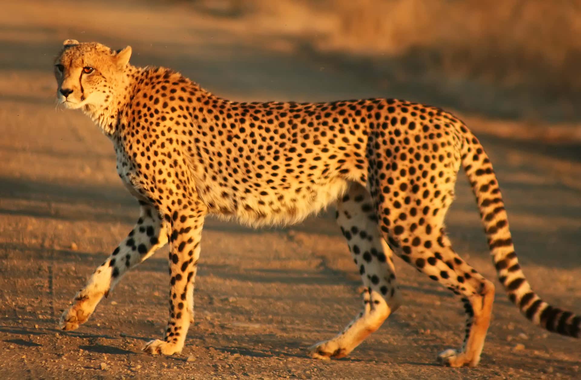 1920px-Cheetah_Kruger
