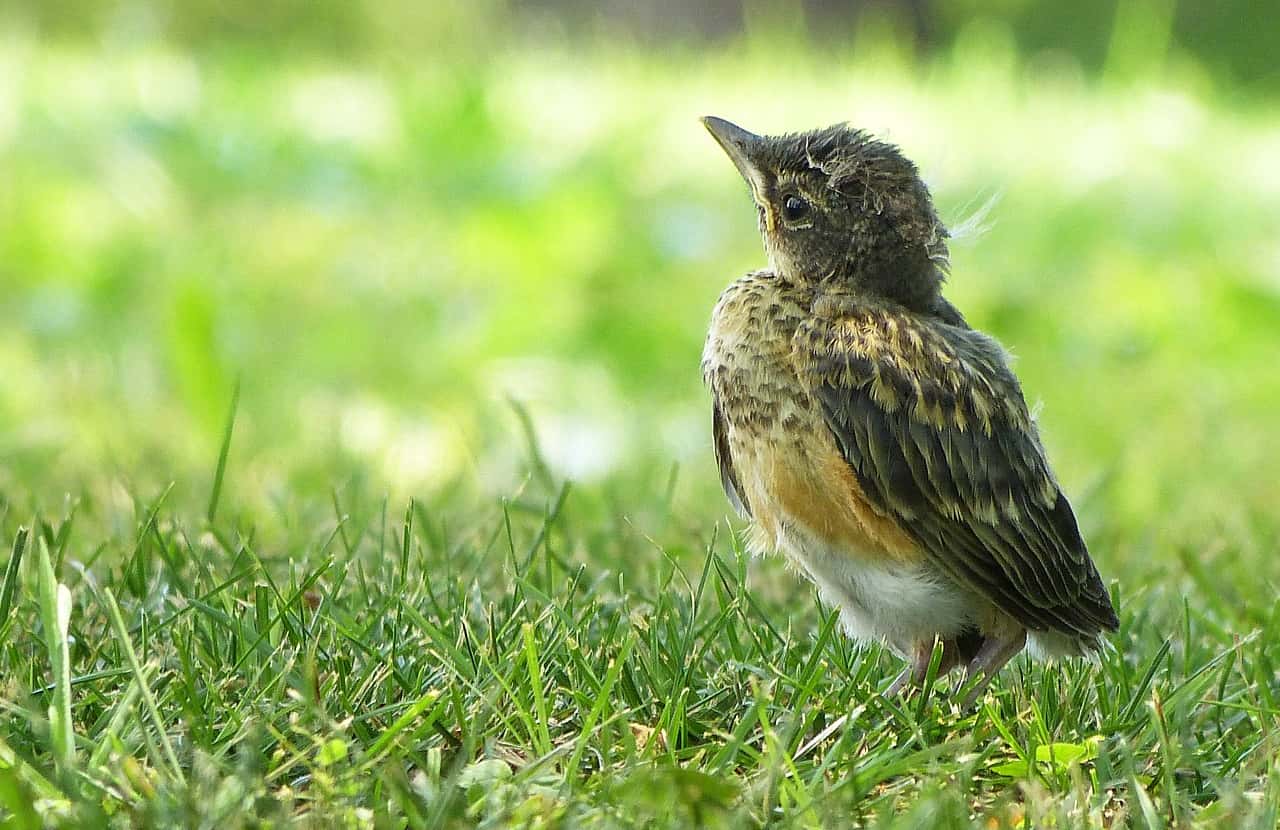 Baby_Bird_by_Monique_Haen