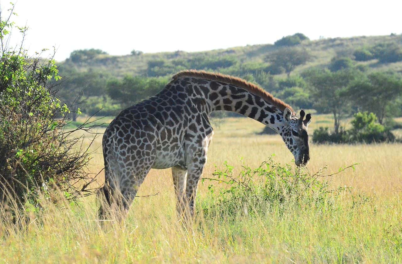 GIRAFFE_EATING