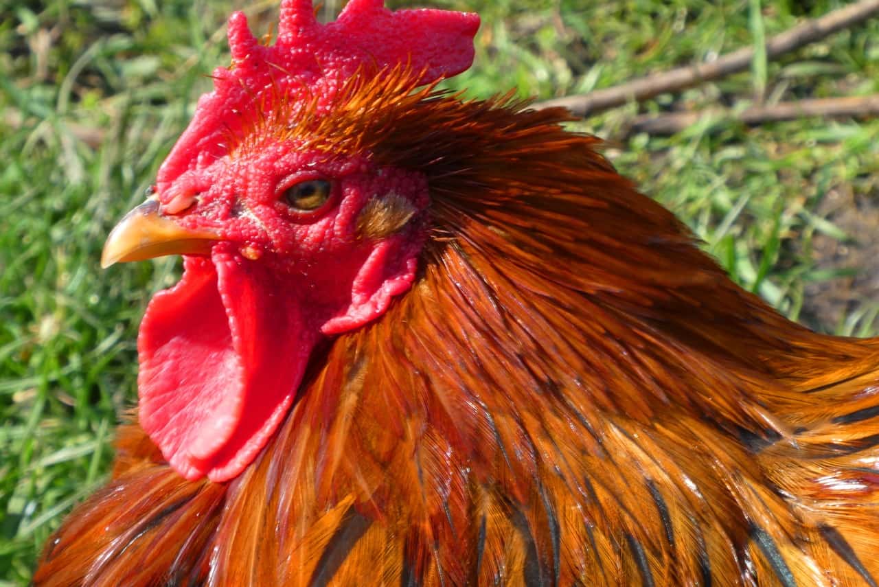 chicken-feathers-comb-poultry-animal-farm-1586139-pxhere.com