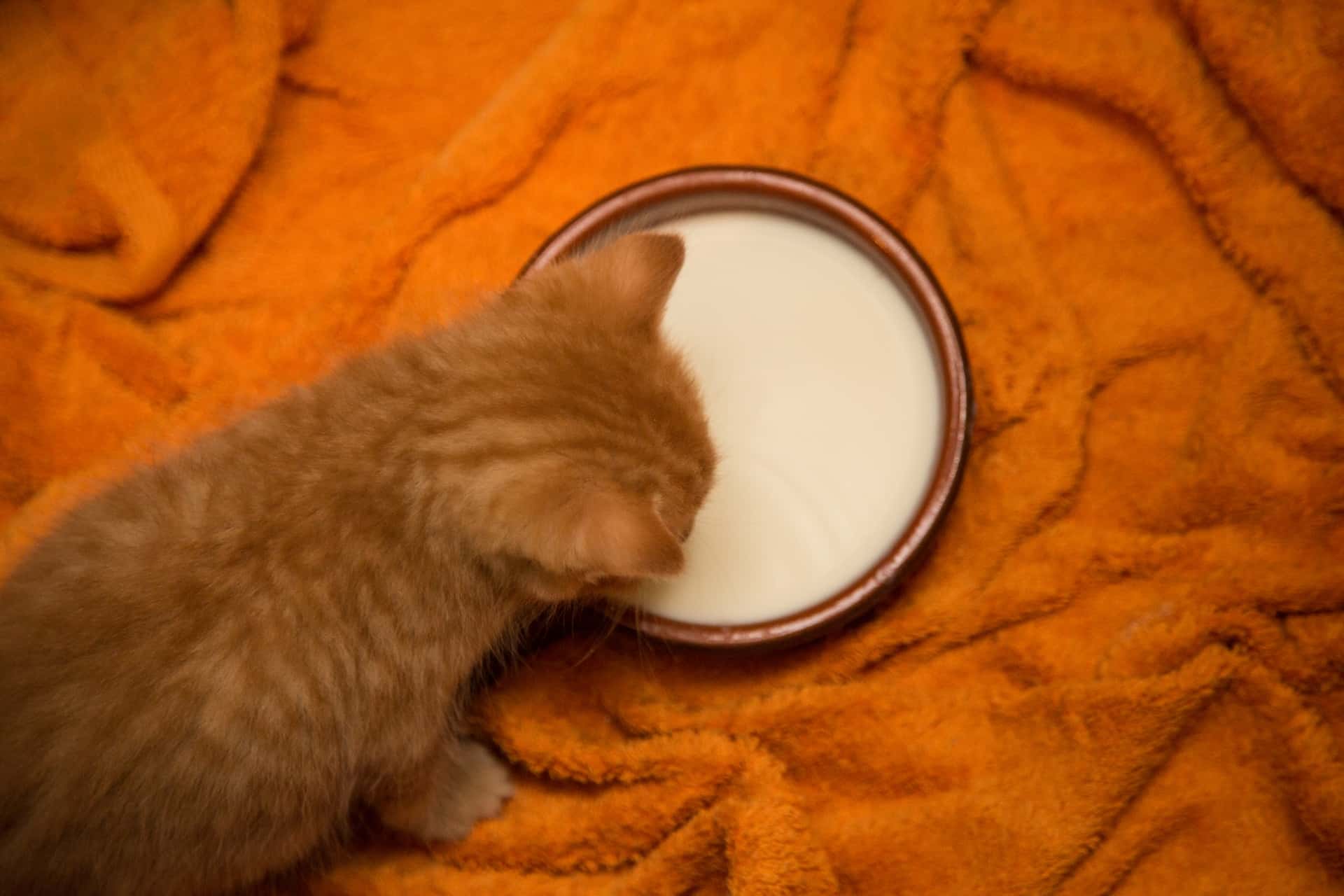 cute-cat-drinking-milk-1465404959Ex9