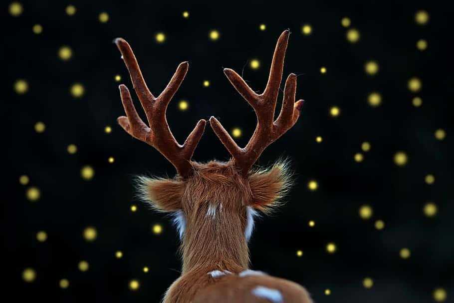 fallow-deer-hart-fireflies-light