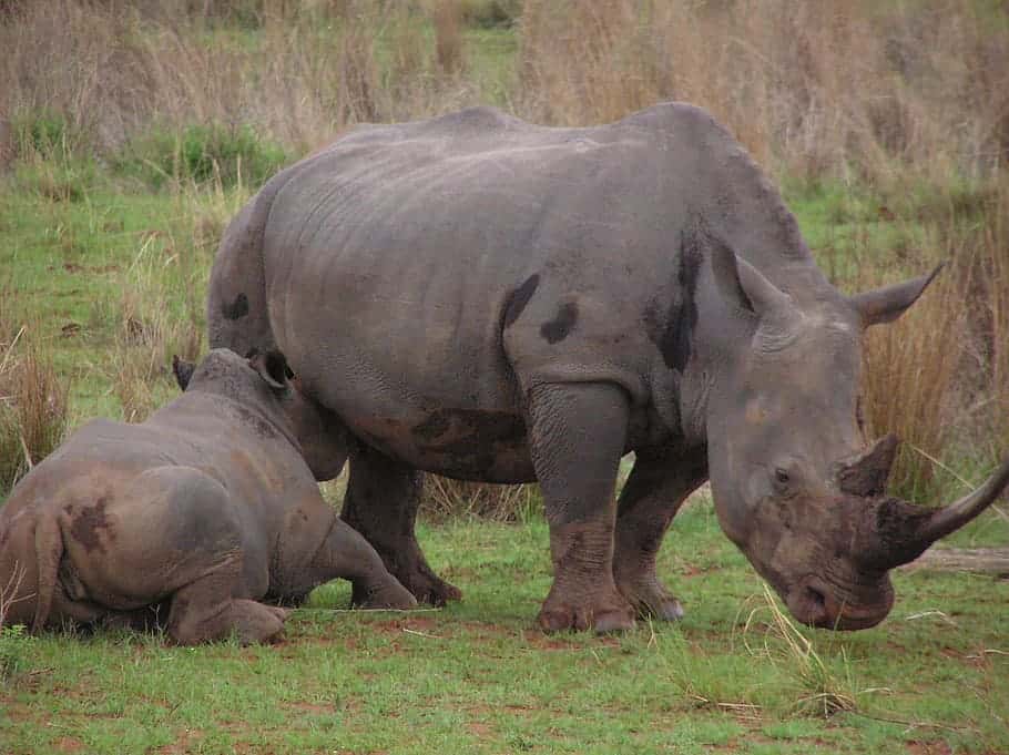 rhino-baby-mother-feeding