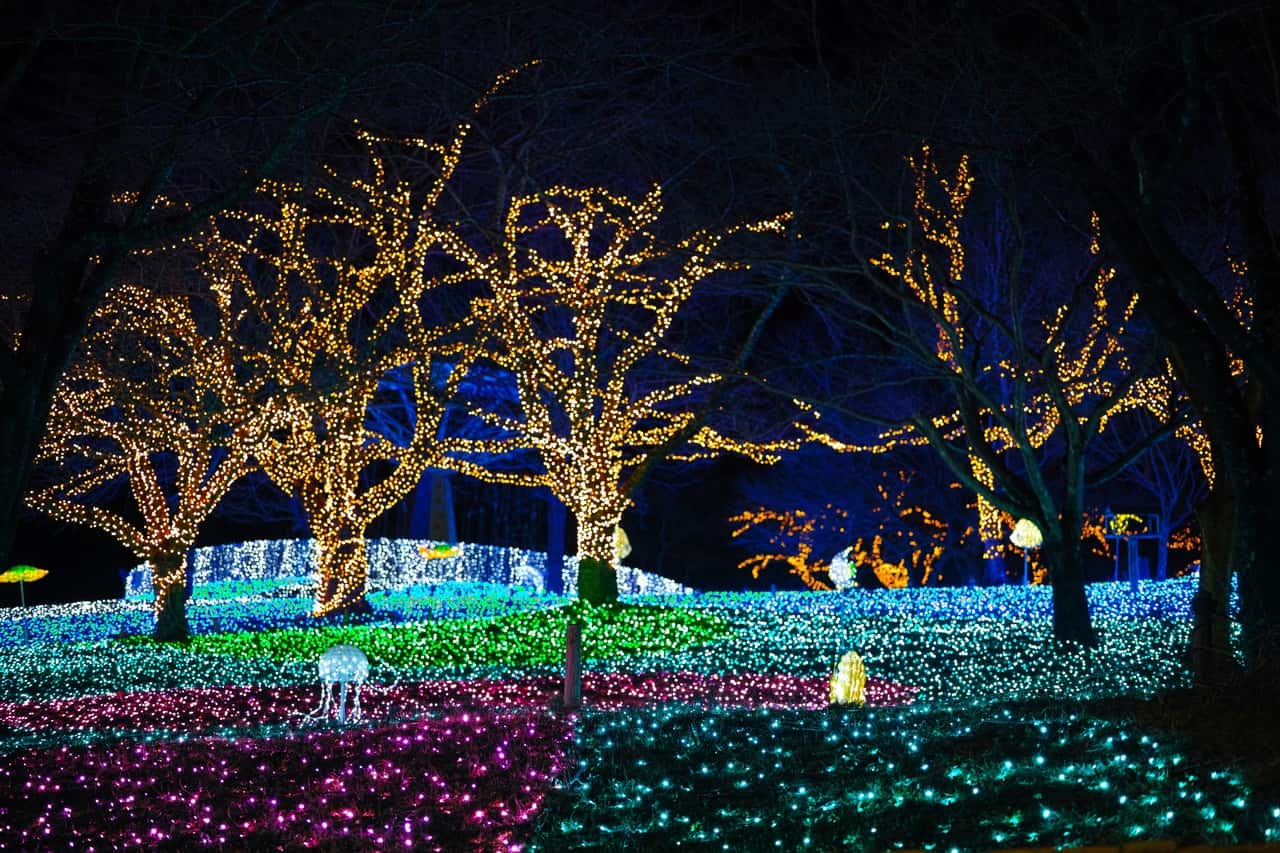 tree-branch-light-night-flower-amusement-park-1288183-pxhere.com
