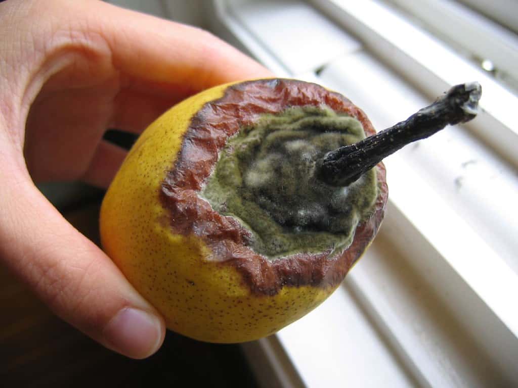 1508457257_d36c6efa88_b