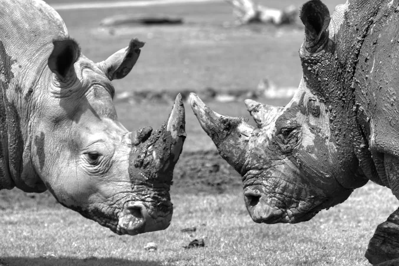 photo-1562742918-90ac44c3a04d