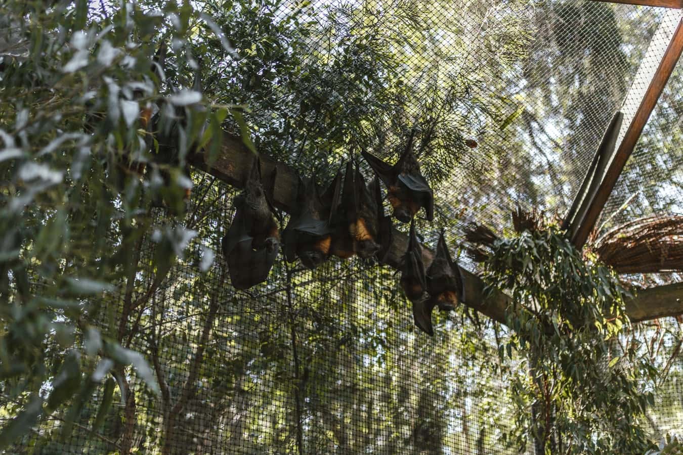 photo-1576509145793-3e992da4767a