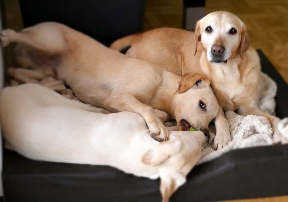 puppy-dog-pet-mammal-playing-basket-1190425-pxhere.com(1)