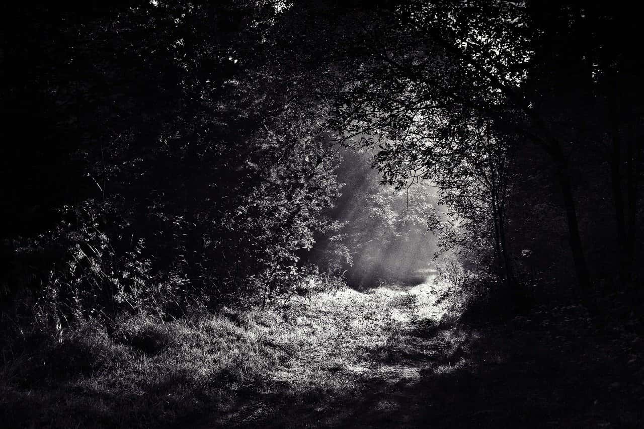 woods-690415_1280