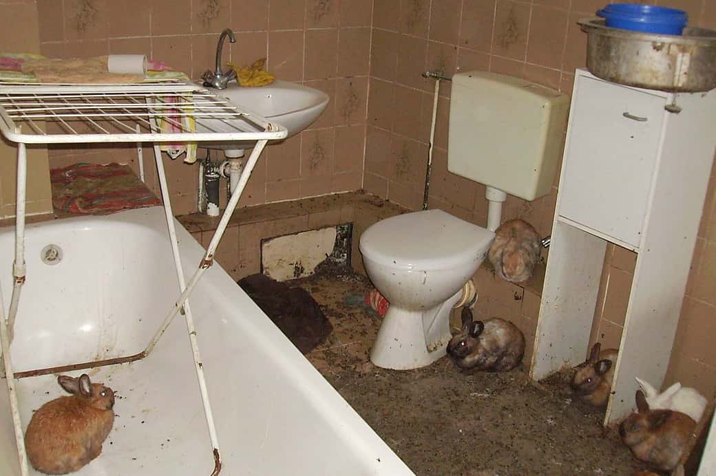 1280px-Animal-hoarding-of-rabbits