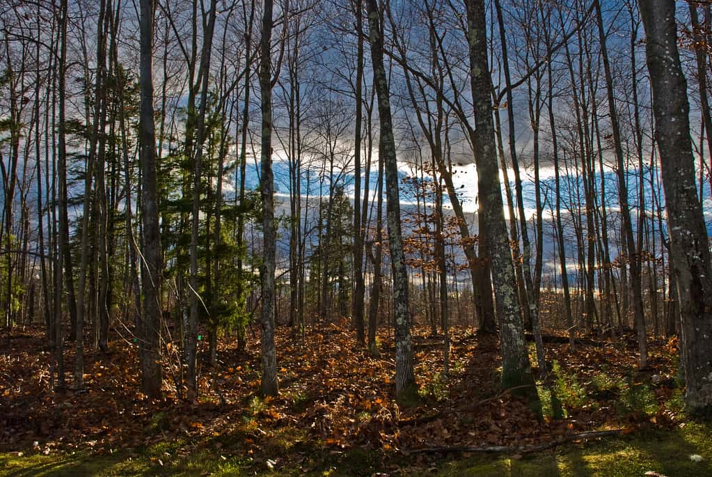 3036368765_e5b17864ec_b