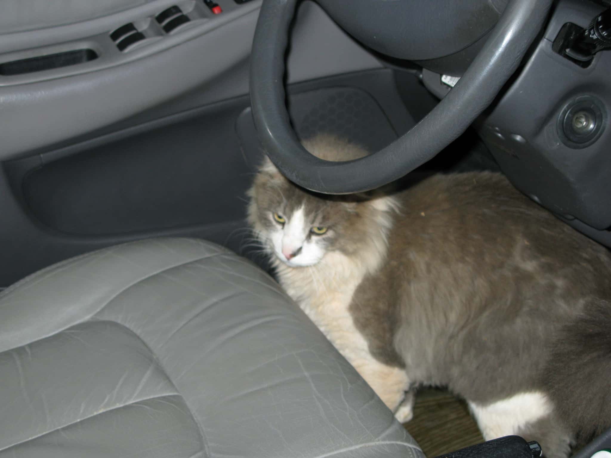 3454314514_08cb369270_k