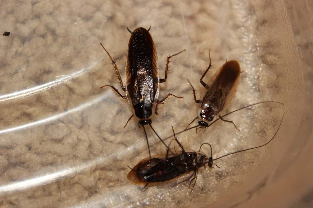 Parcoblatta_divisa_and_Parcoblatta_pennsylvanica_adult_males_NC