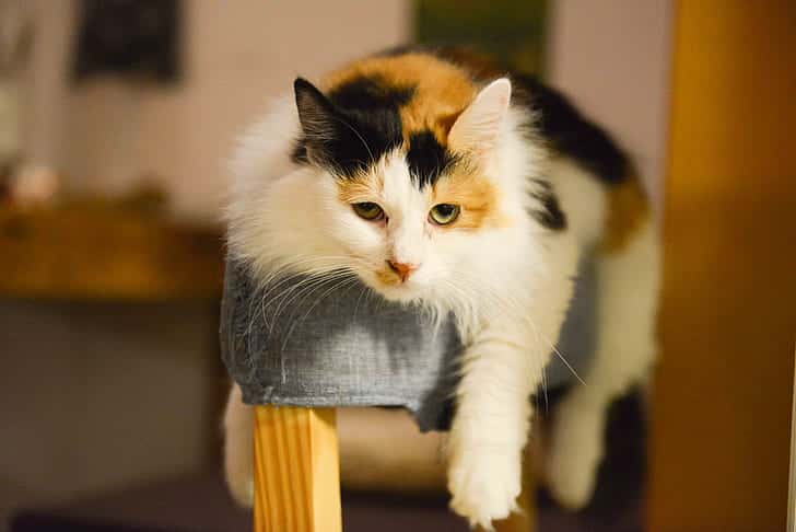 adorable-animal-blur-cat-preview