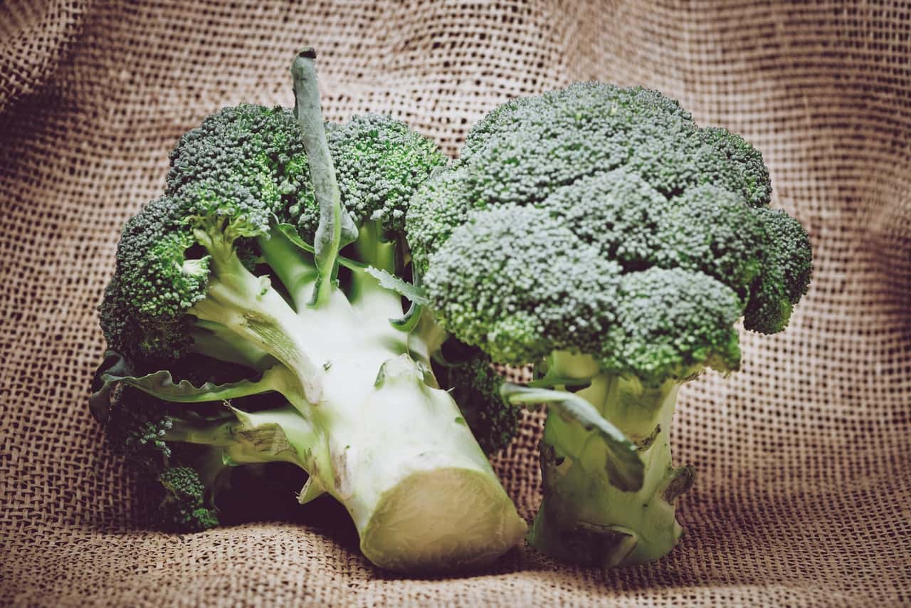 agriculture-broccoli-close-up-close-up-399629