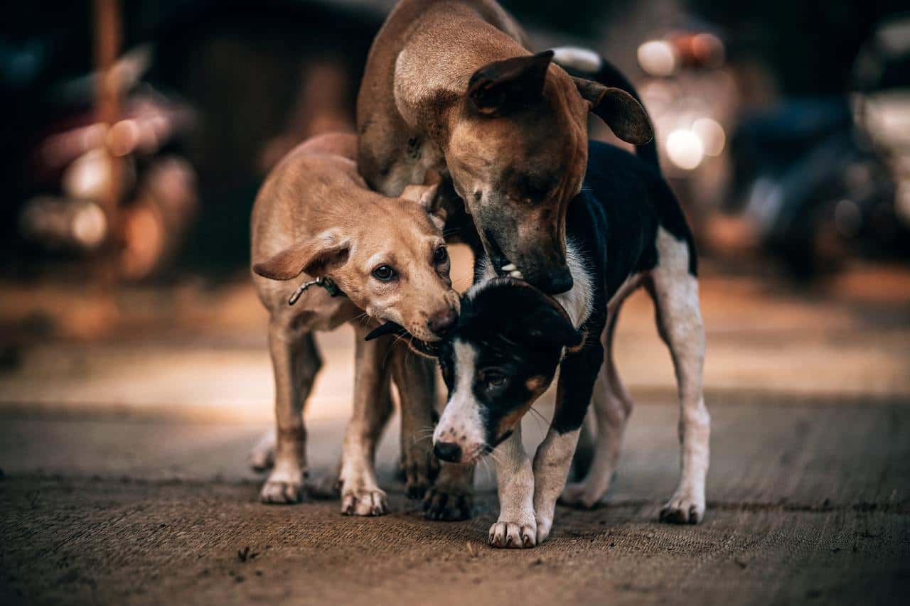 animals-bite-blurred-background-canine-close-up-concrete-1533613-pxhere.com