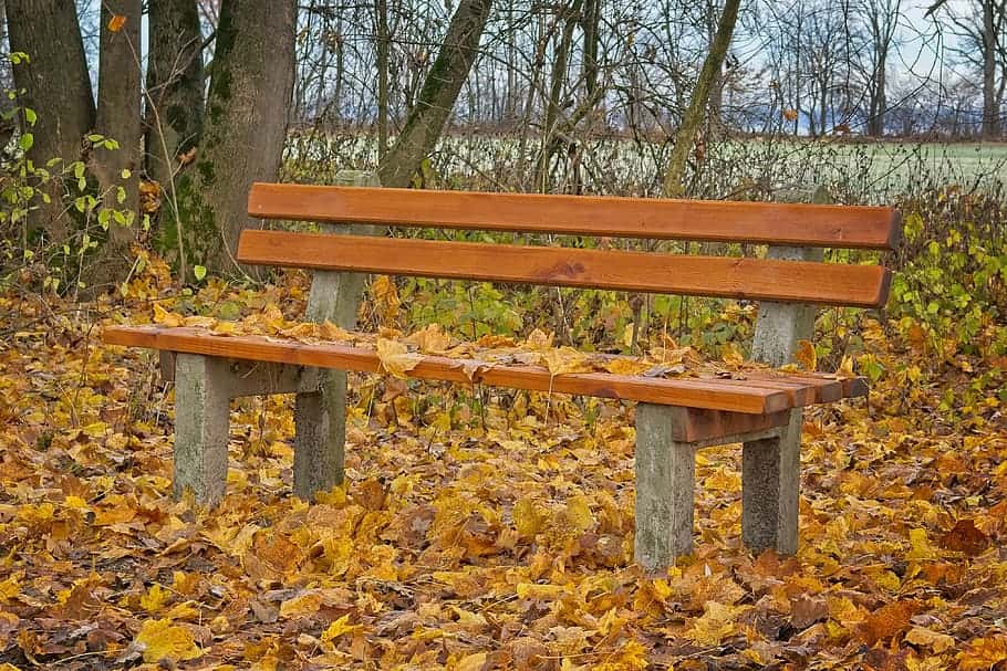 bench-seat-autumn-winter-nature-recovery