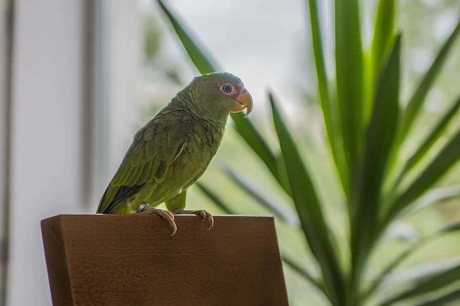 bird-parrot-amazon-białoczelna-house-apartment-animal