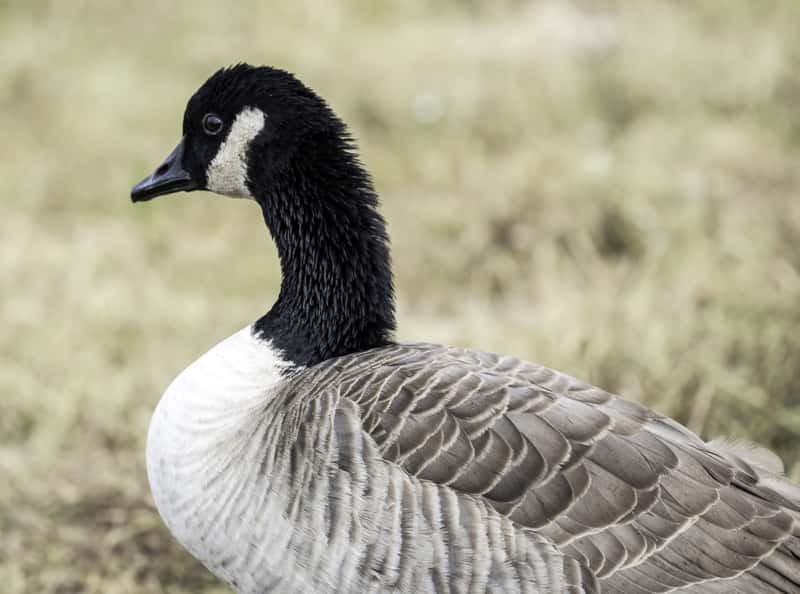 close-up-of-head-and-body-of-canadian-goose_800