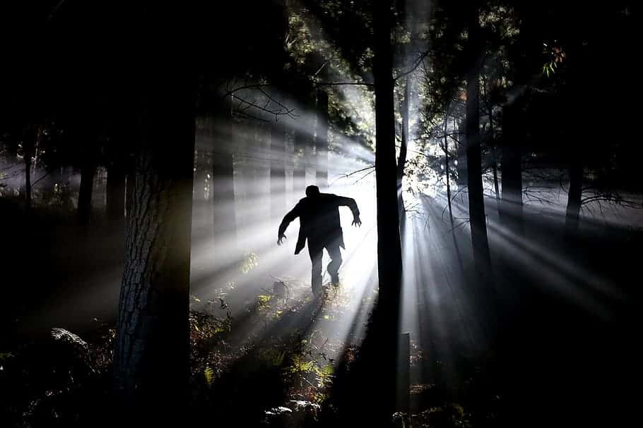 dark-night-light-trees