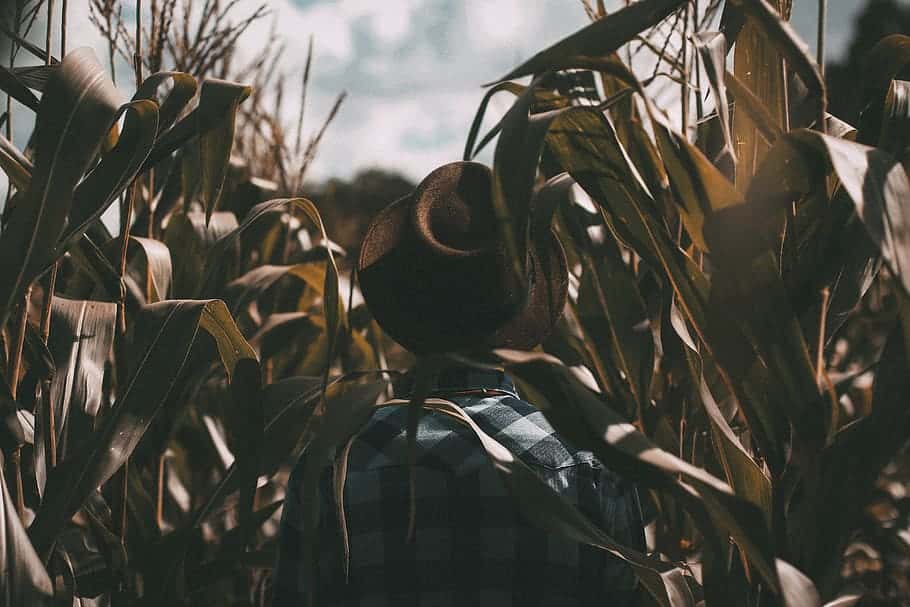 person-wearing-brown-trilby-hat-on-corn-field