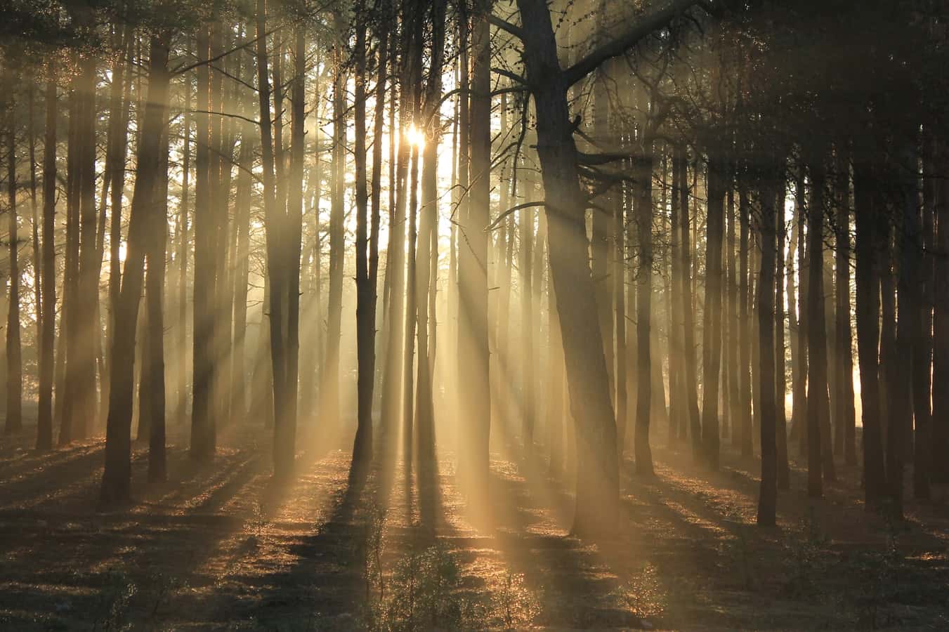 photo-1507500844113-546121f3ac51