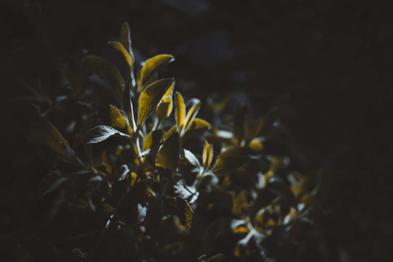 photo-1557071571-9b2e3404a072