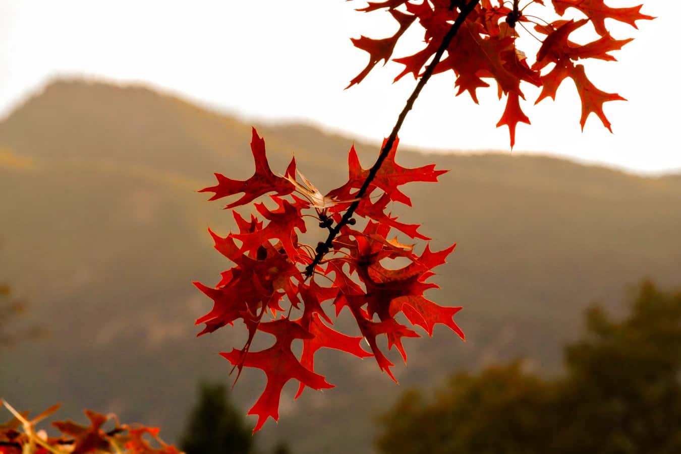 photo-1573064400370-0cf30bf3672f