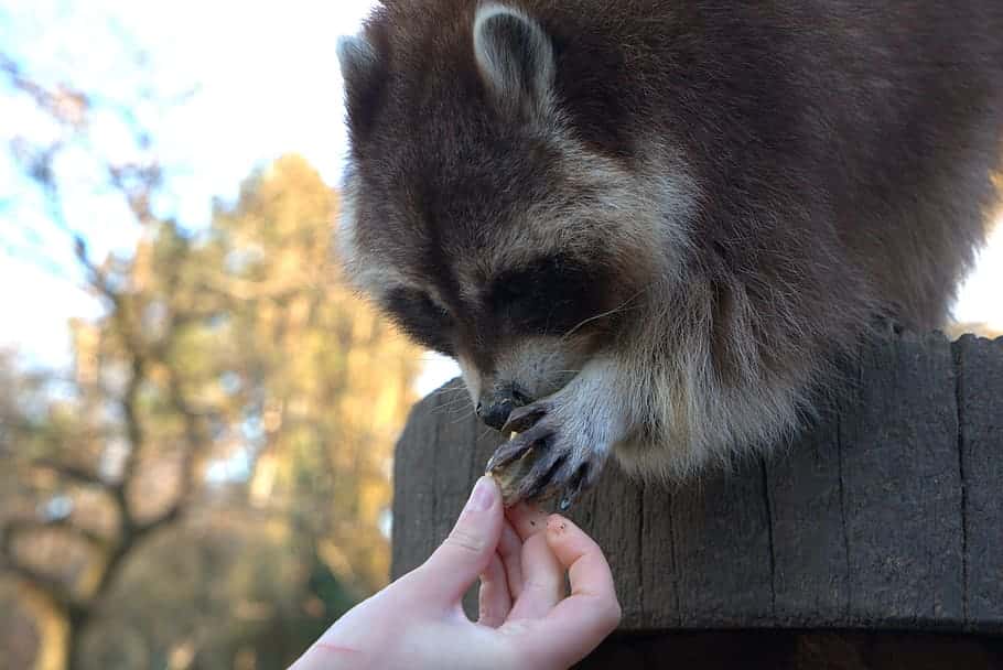 raccoon-feeding-hand-tree-fur-cute